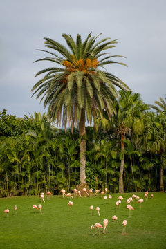 group of flamingos on meadow with palm tree background