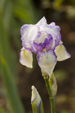 Purple and white Iris
