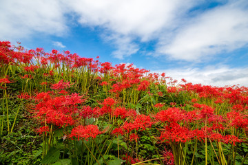 彼岸花と青空