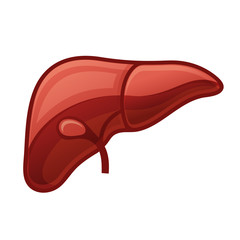 Human Liver on White Background. Vector