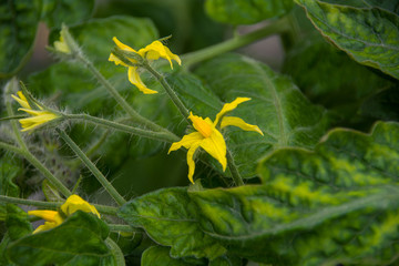 Tomato flowers