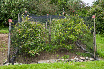 Blueberries growing under net in garden allotment