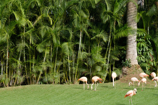 group of flamingos on meadow with palm tree background