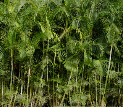 palm tree background - tropical  jungle, palm trees -