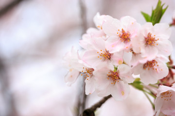 Fototapeta premium 桜の花