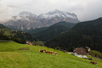 Fototapeta na wymiar Herd of cows in a meadow in the Alps , Italy