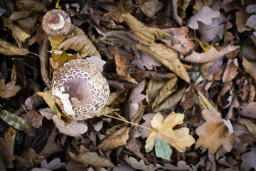 Wild mushroom growing outside in the forest, natural food