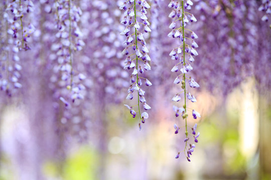 藤の花 の画像 106 732 件の Stock 写真 ベクターおよびビデオ Adobe Stock