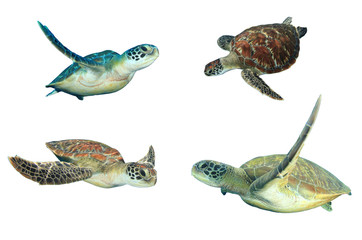 Fototapeta premium Sea Turtles isolated on white background