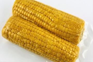 Vacuum sealed fresh corncobs for sous vide cooking cutout on white