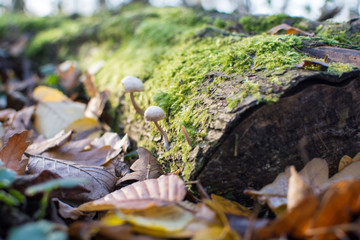 Wild mushrooms in the forest, growing from a moss covered tree trunk