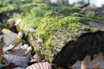 Wild mushrooms in the forest, growing from a moss covered tree trunk