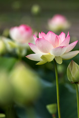 Fototapeta premium 蓮の花