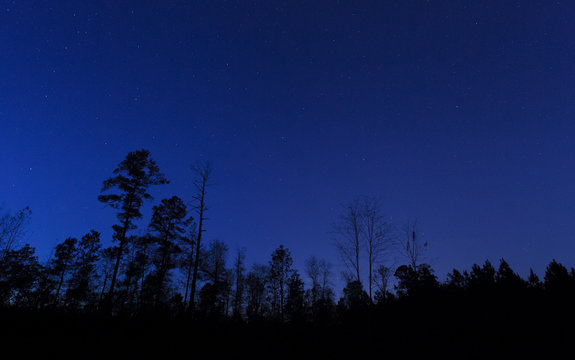 Tree Line After Sunset