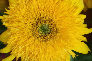 decorative sunflower close-up
