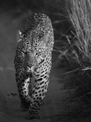 Male leopard on early moring patrol in the Okavango delta, Botswana, Africa