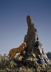 A male leopard surveys his teritory from a termite mound in the Okavango Delta, Botswana, Africa