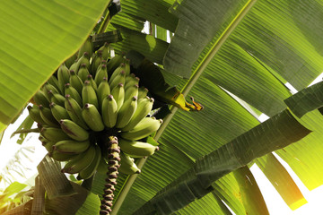 Obraz premium Green bananas in the Brazilian jungle