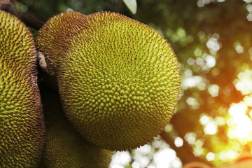 Jackfruit in the jungle in Rio de Janeiro, Brazil