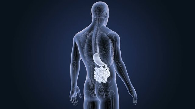 Stomach and Small Intestine with Anatomy