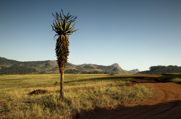 id veldt landscape Mlilwane, Swaziland, Africa