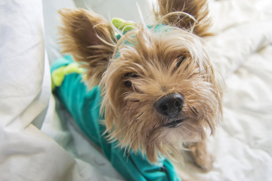 Perro peque&ntilde;o yorkshire disfrazado de dinosaurio