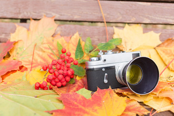Old camera on wood bench with autumn leaves and rowan