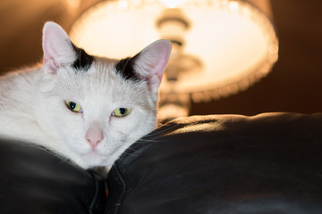White cat with black stripes on head laying on the top of a sofa looking into the camera with...