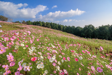 コスモス畑＠長崎県諫早市白木峰