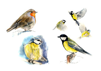 Set of birds:  Robin, blue tit, Great tit,  sitting and in flight.  Watercolor sketch, isolated
