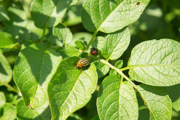 Colorado beetle and its grub on a potato leaf in summer 