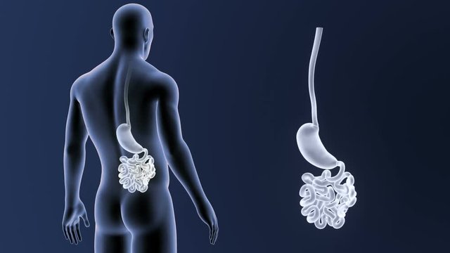 Stomach and Small Intestine zoom with Body