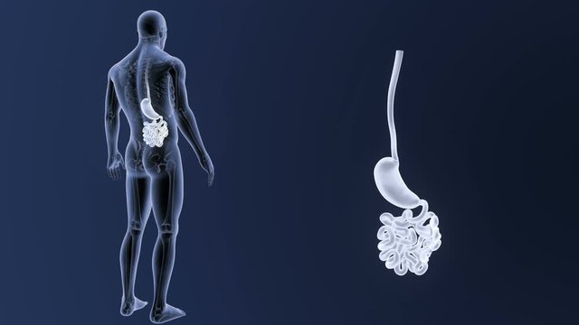 Stomach and Small Intestine zoom with Skeleton