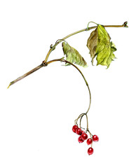 Red berries of viburnum on a branch  with leaves, watercolor sketch, isolated
