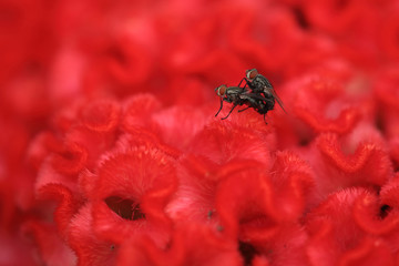 Breeding flies on the red flower