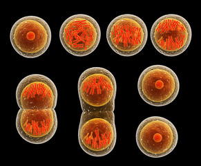 Process division of cell