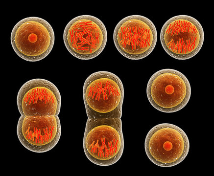 Деление клетки под микроскопом Mitosis Зображення - огляд 15,711 Стокові фото, векторні зображення й відео Adob