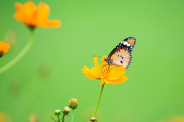 Orange butterfly on flower, nature background
