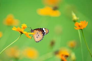 Orange butterfly on flower, nature background