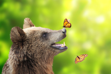Obraz premium Cheerful brown bear with butterfly sitting on his nose