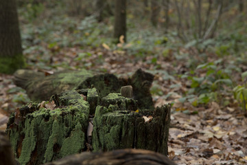Souche d'arbre en foret