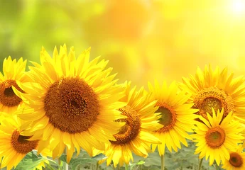 Fotobehang Zonnebloemen op wazig zonnige achtergrond © frenta