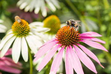 Bee collects honey - echinacea blossom in spring