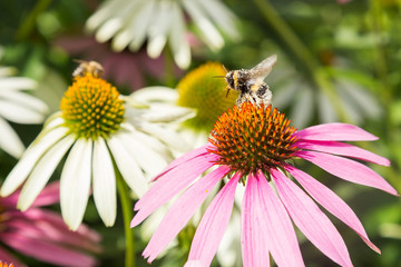 Bee collects honey - echinacea blossom in spring
