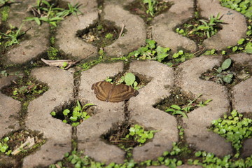 Brown Butterfly on paving stones Thailand