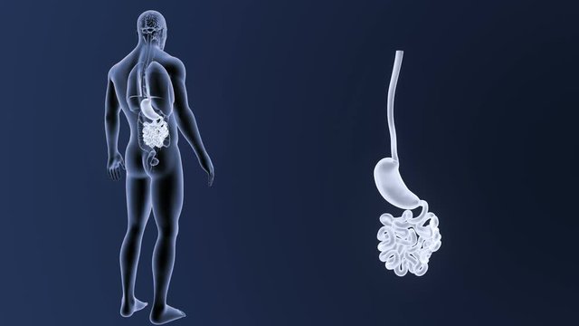 Stomach and Small Intestine zoom with Organs