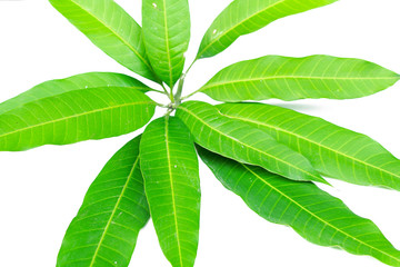 Fresh green mango leaf on white background