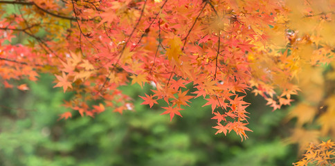 Japanese autumn beautiful maple leave natural color