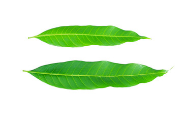 Obraz premium Fresh green mango leaf on white background