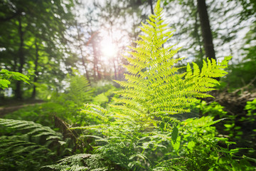 Osmunda regalis with lens flares © Andy Nowack